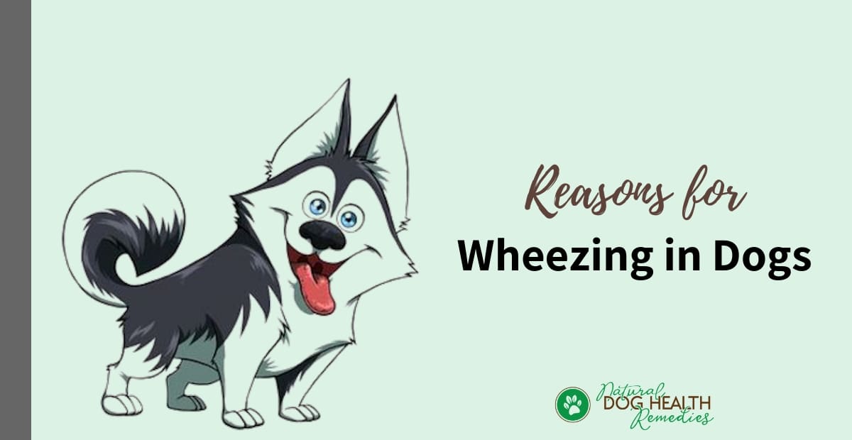 Dog Wheezing