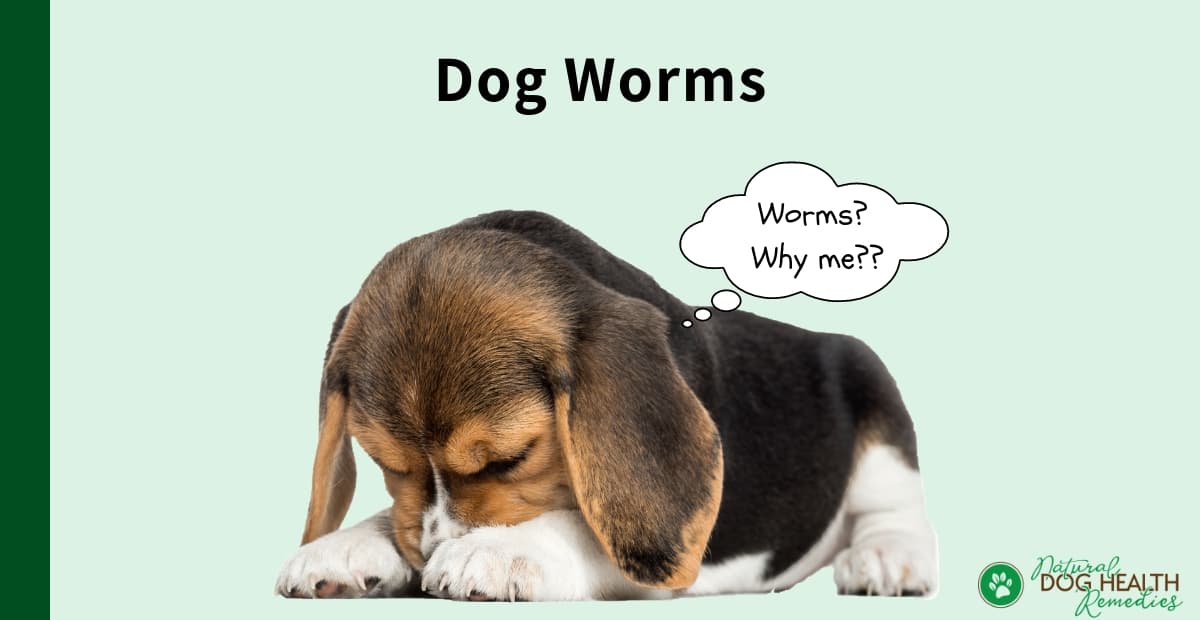 Dog Worms