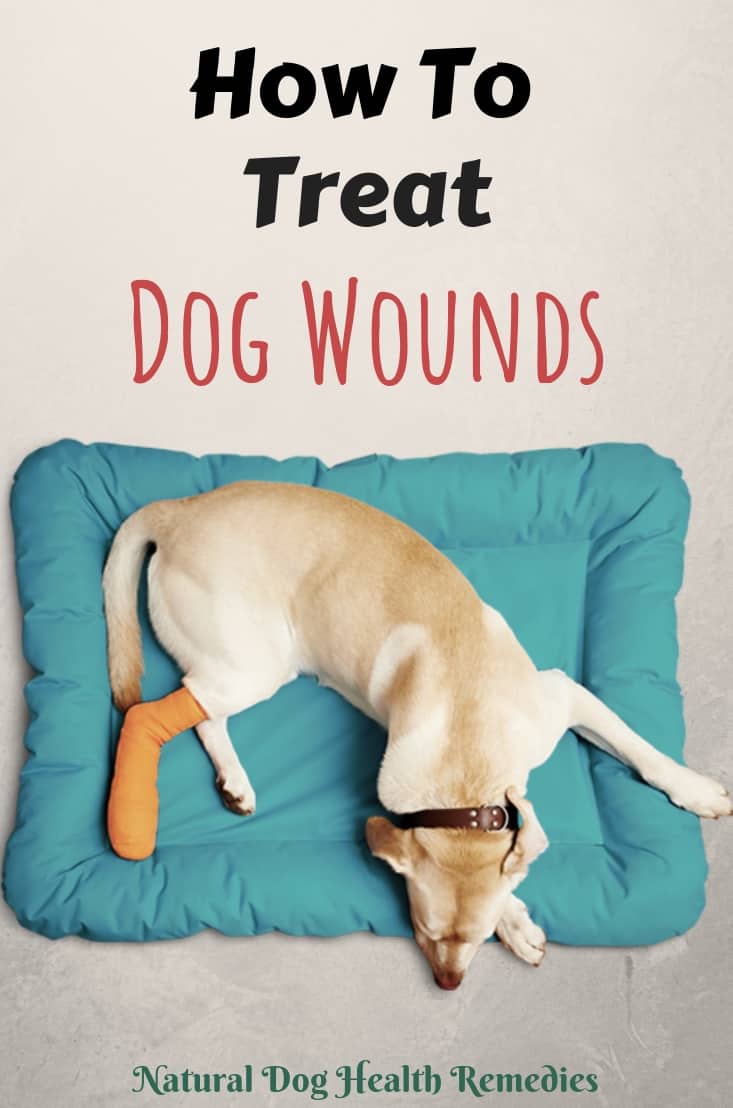 How to Treat Dog Wounds