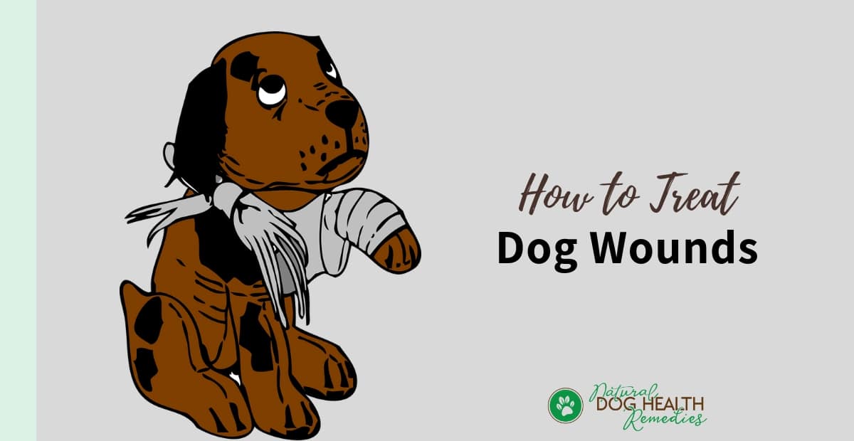 How to Treat Dog Wounds