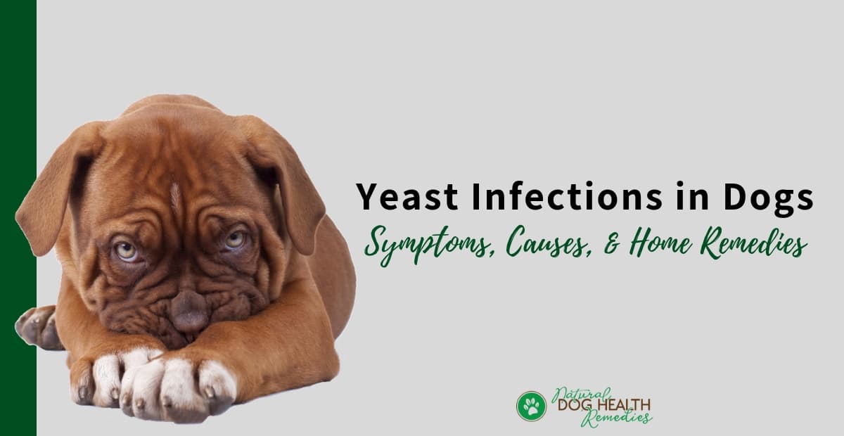 Dog Yeast Infections
