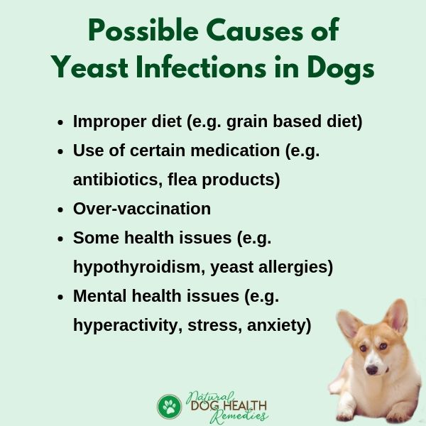 Dog Yeast Infections Causes, Symptoms & Home Remedies