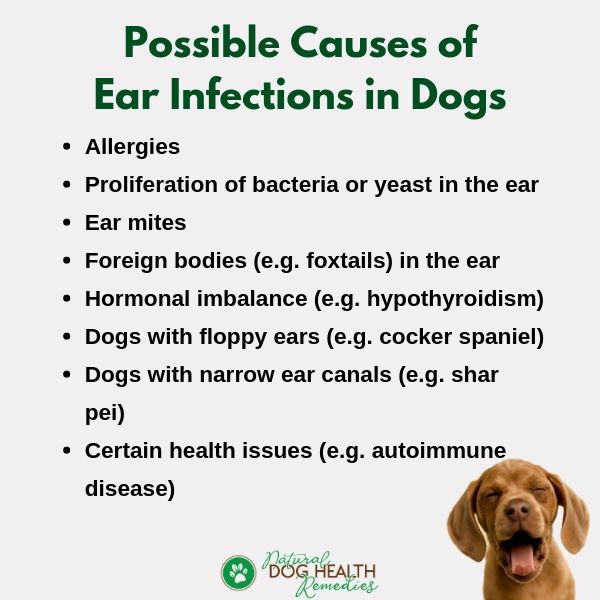 Dog Ear Infection Causes