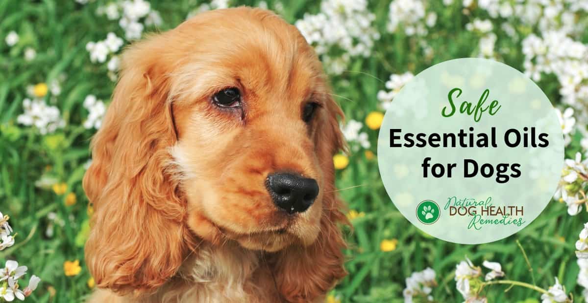 Safe Essential Oils for Dogs