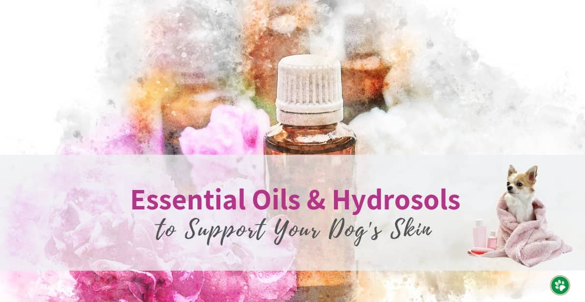 Essential Oils for Dog Skin