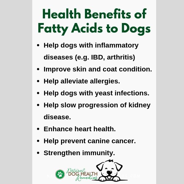 Fatty Acids Benefits to Dogs