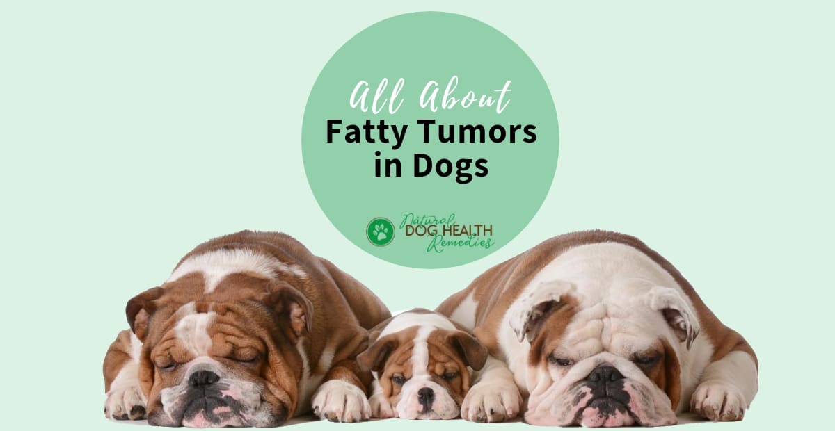 Fatty Tumors in Dogs