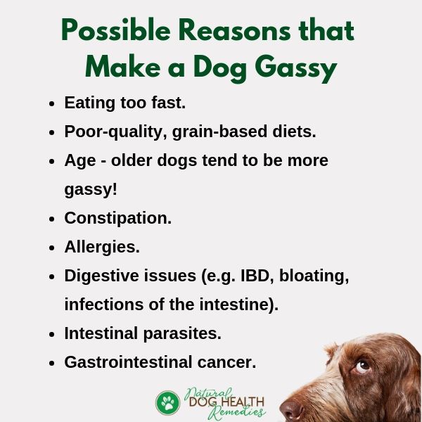 Does Grain in Dog Food Cause Gas? 2