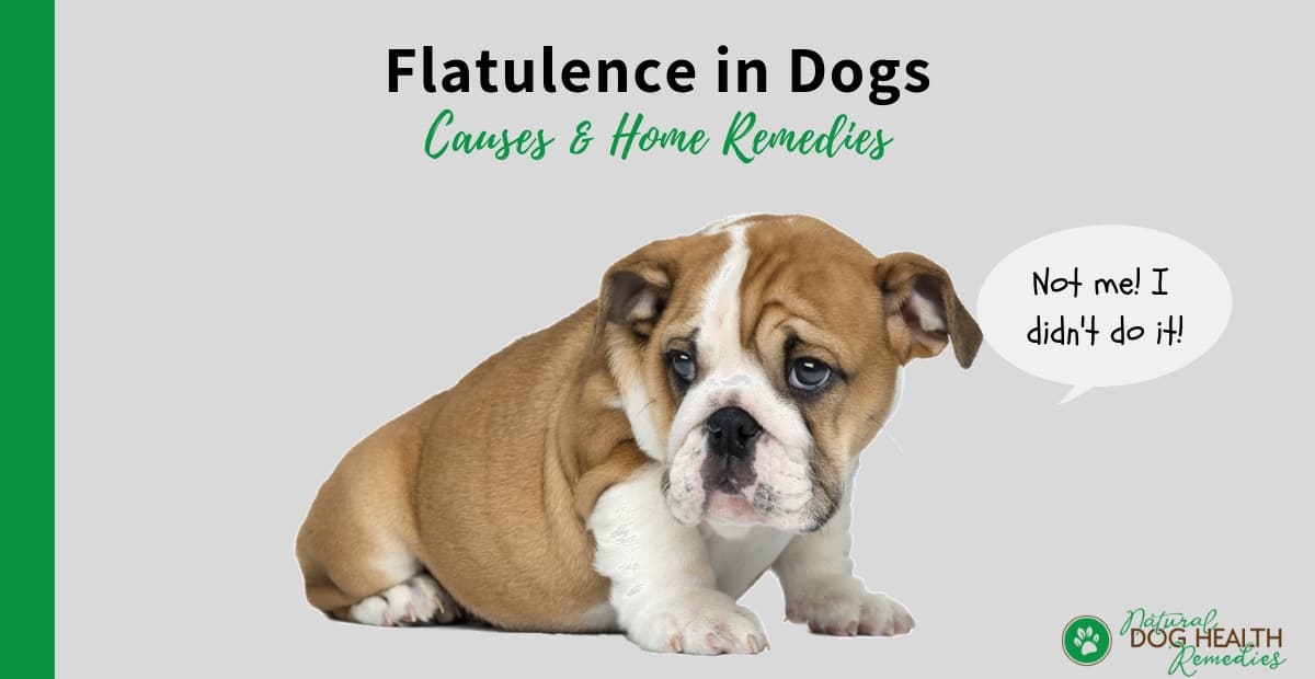 Flatulence in Dogs