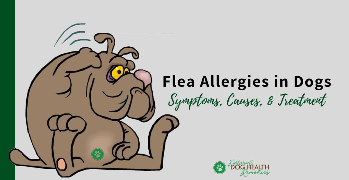 Flea Allergies in Dogs