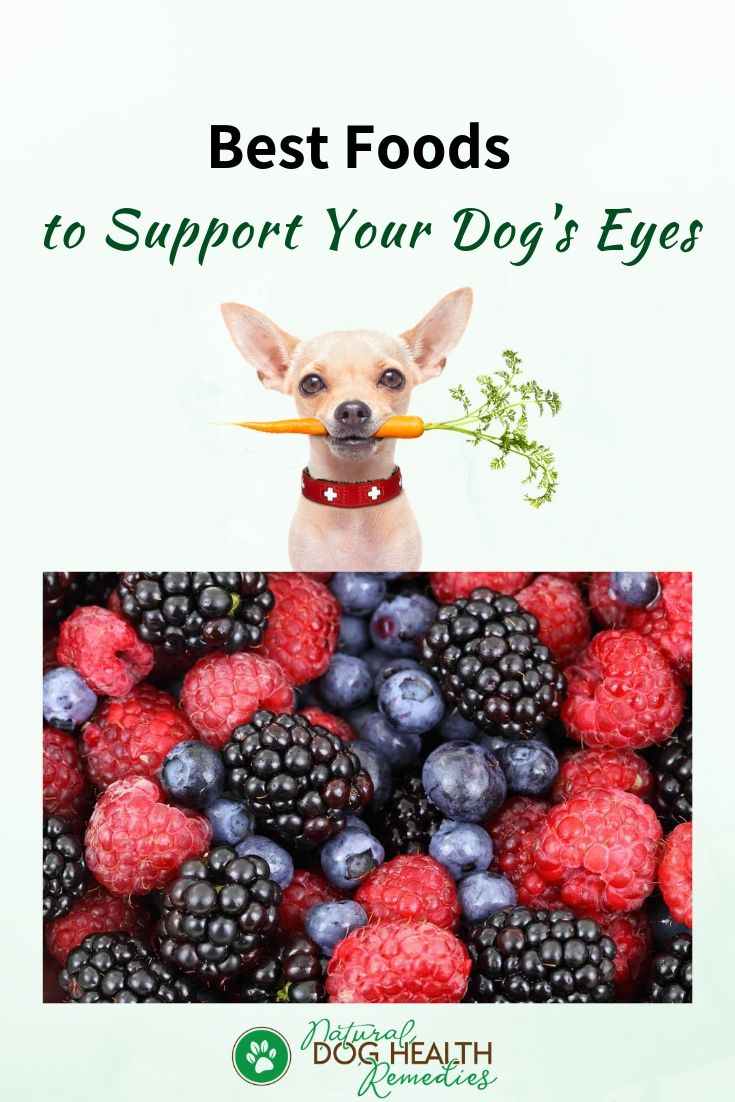 Best Foods for Dog Eye Health