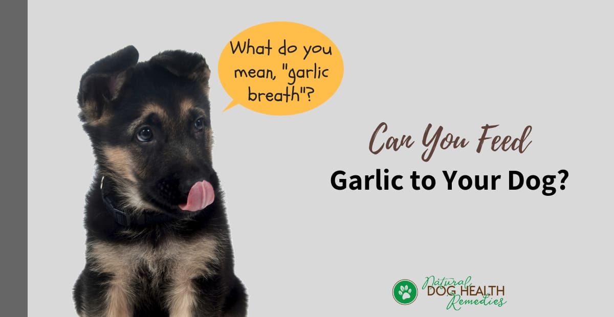 Is Garlic Safe for Dogs