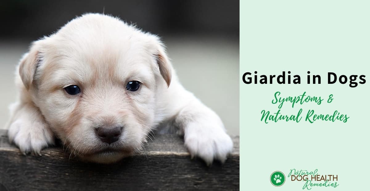 Giardia in Dogs