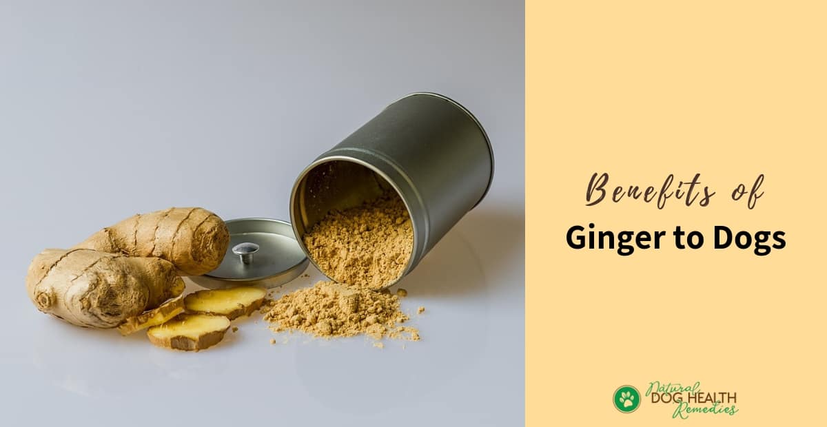 Ginger Benefits for Dogs