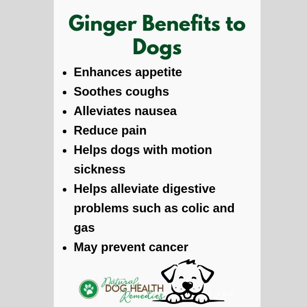 Benefits of Ginger to Dogs