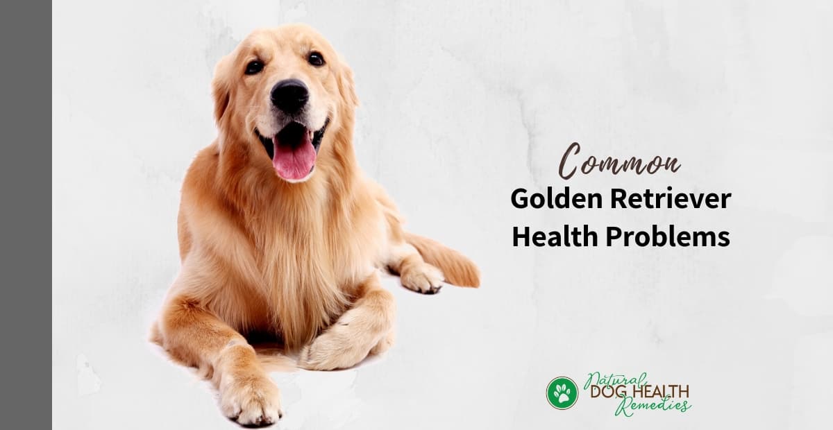 Golden Retriever Health Problems