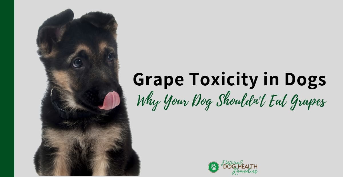 Grape Toxicity in Dogs