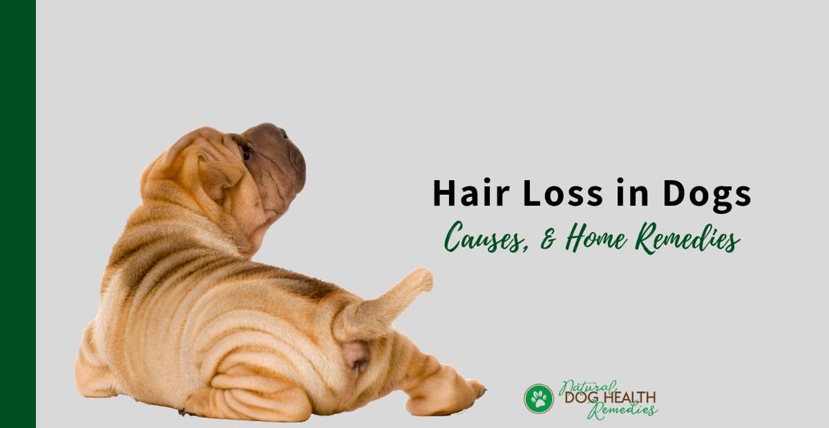 Hair Loss in Dogs | Causes and Natural Remedies