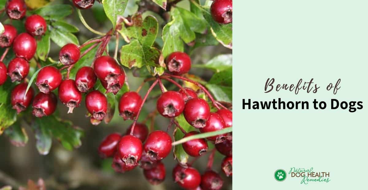 Hawthorn Benefits for Dogs