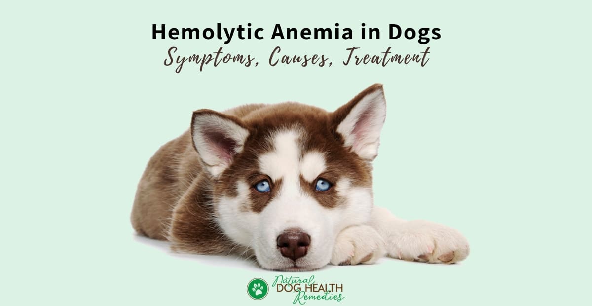 Hemolytic Anemia in Dogs