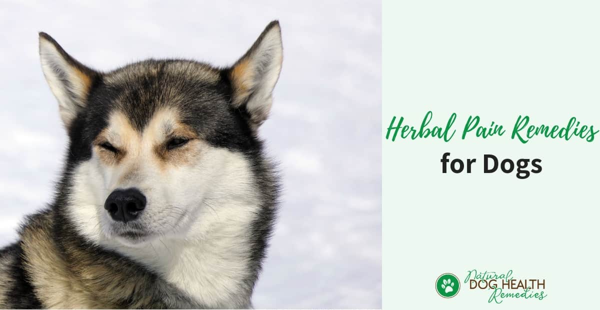 Herbal Pain Remedies for Dogs