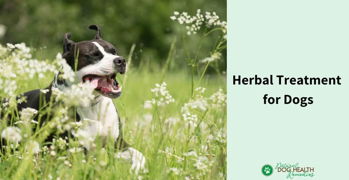 Herbal Treatment for Dogs