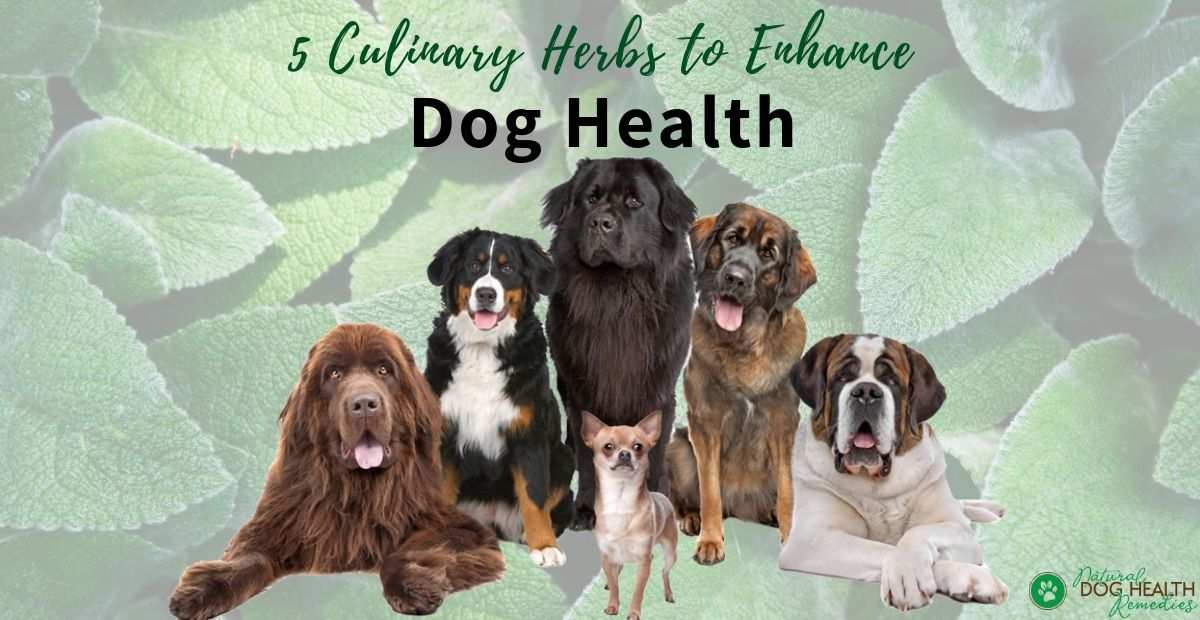 Herbs for Dog Health