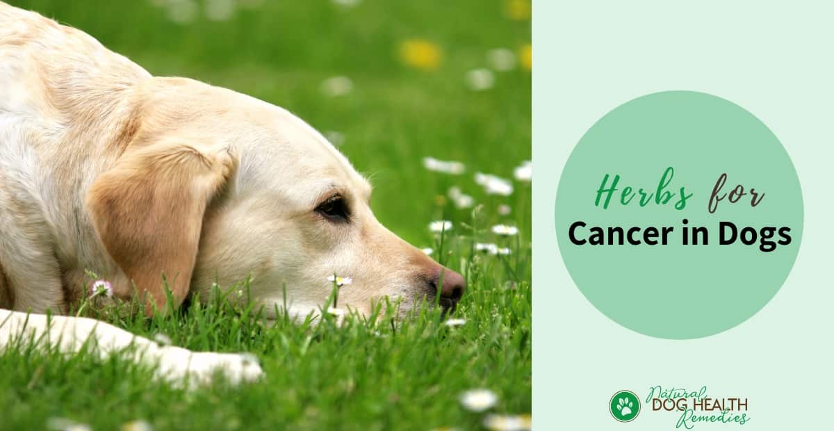Herbs for Cancer in Dogs