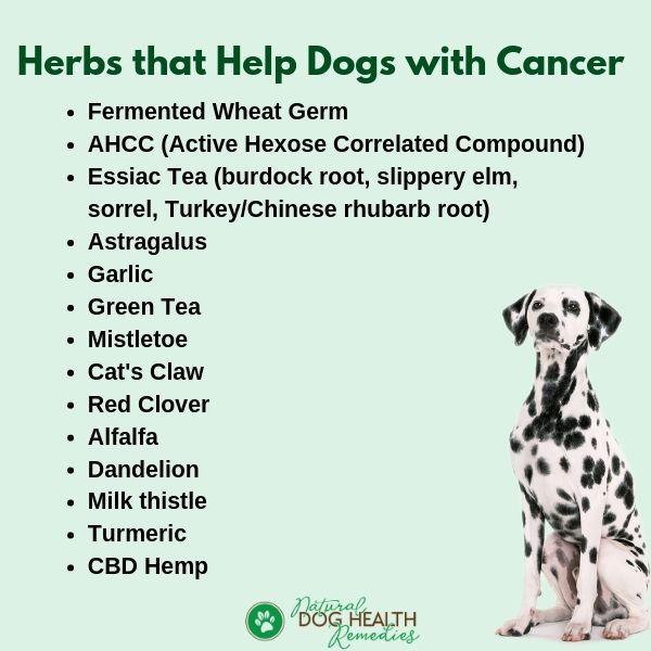 how to help dogs with cancer