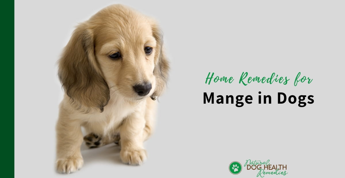 Home Remedies for Mange in Dogs