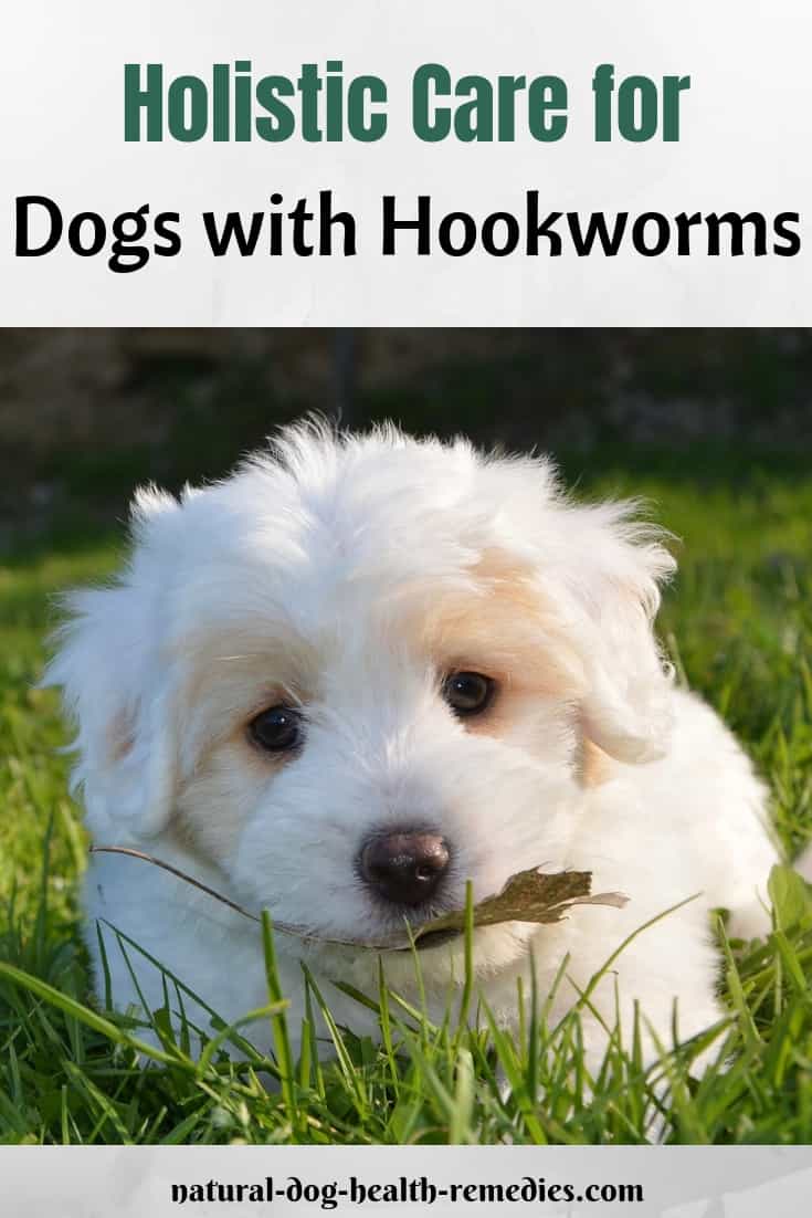 Treating Hookworms in Dogs