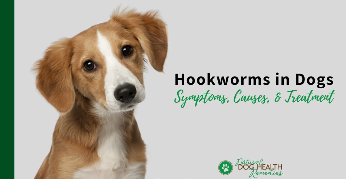 Hookworms in Dogs