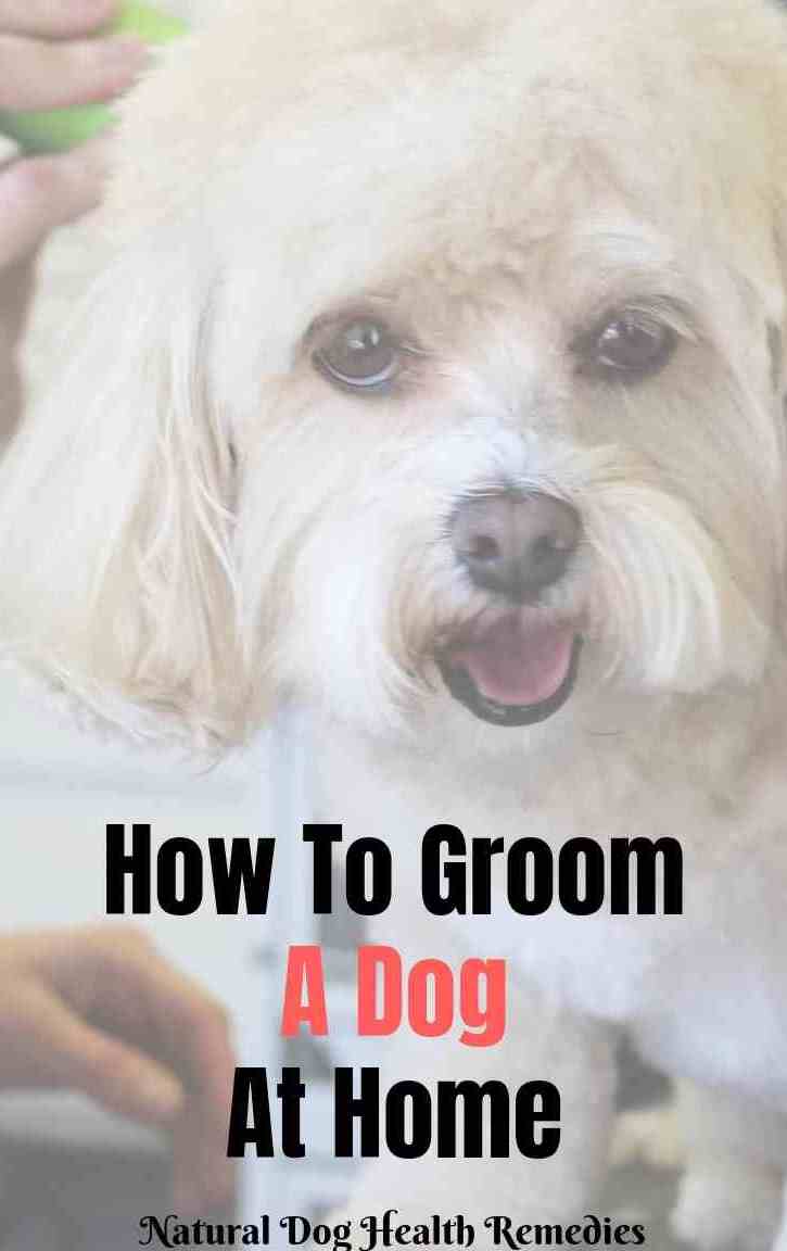 How to Groom a Dog