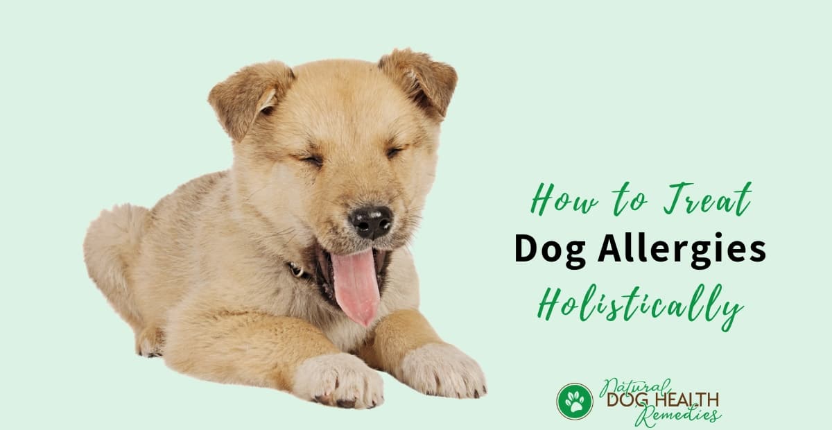 How to Treat Dog Allergies