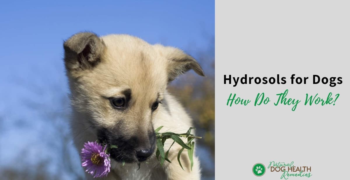 Hydrosols for Dogs