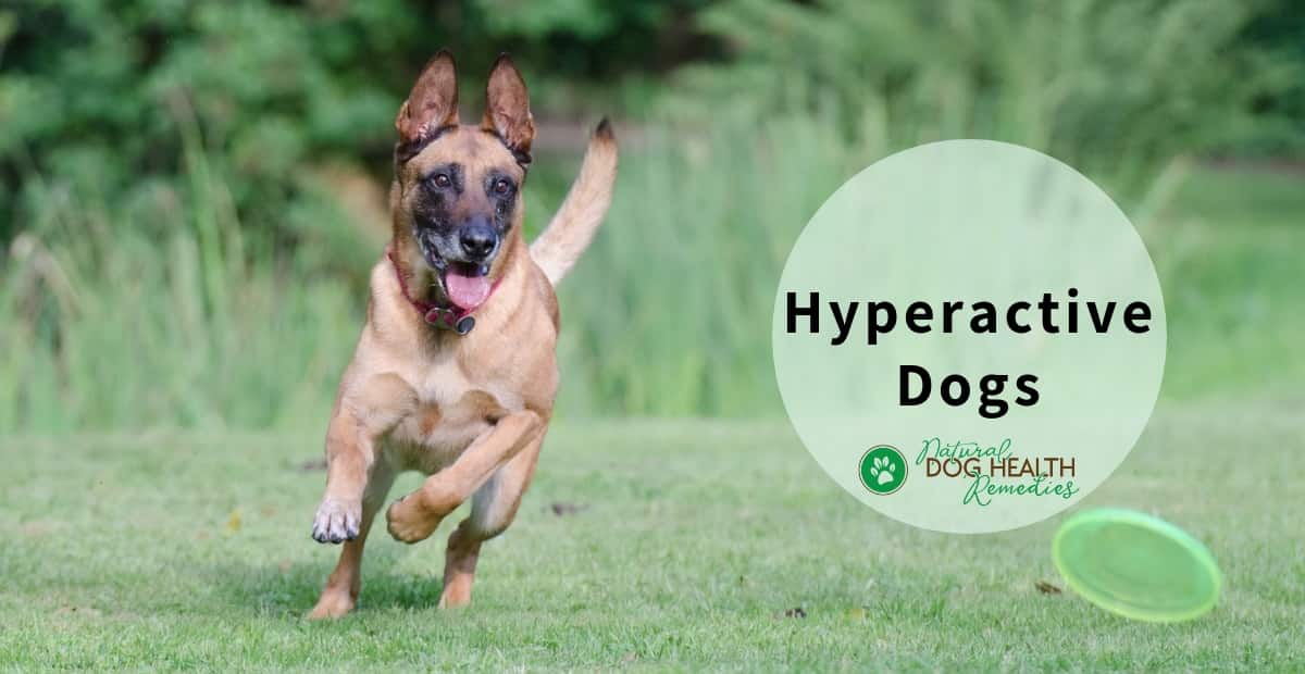 Hyperactive Dogs