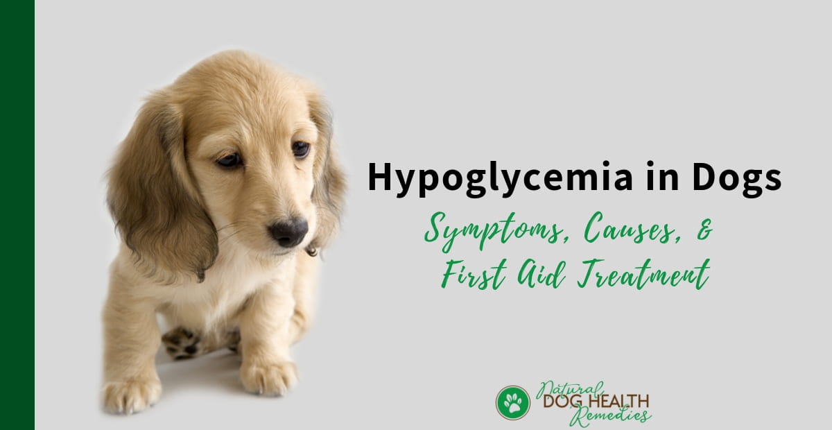 Hypoglycemia in Dogs