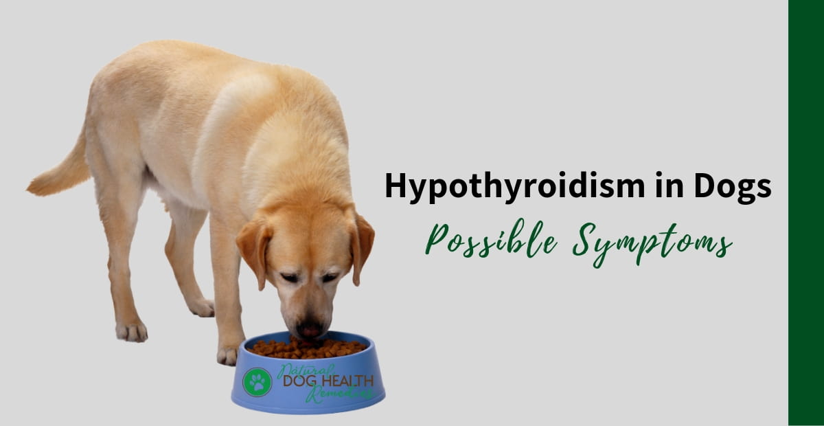Symptoms of Hypothyroidism in Dogs
