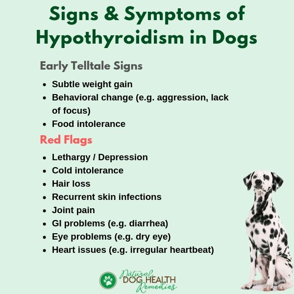 Symptoms Of Hypothyroidism In Dogs Warning Signs Red Flags