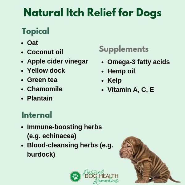 Natural Itch Relief for Dogs