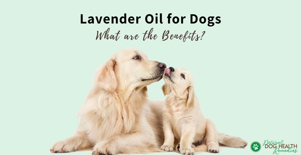 Lavender Oil for Dogs