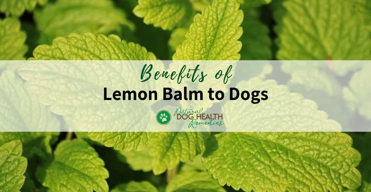 Lemon Balm Benefits for Dogs
