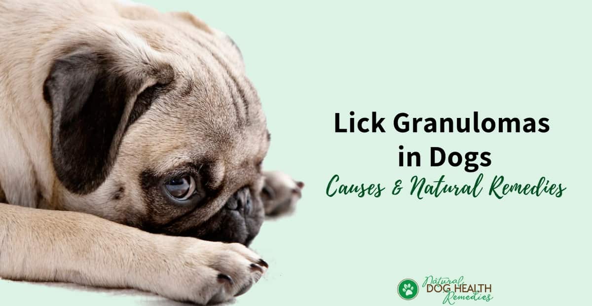 Lick Granulomas in Dogs