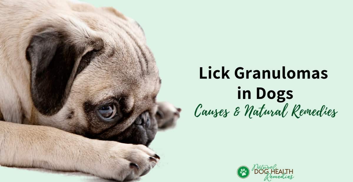 how do you stop a dog from licking a granuloma