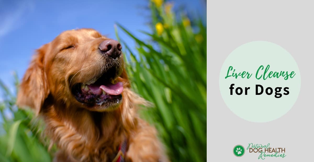 Liver Cleanse for Dogs