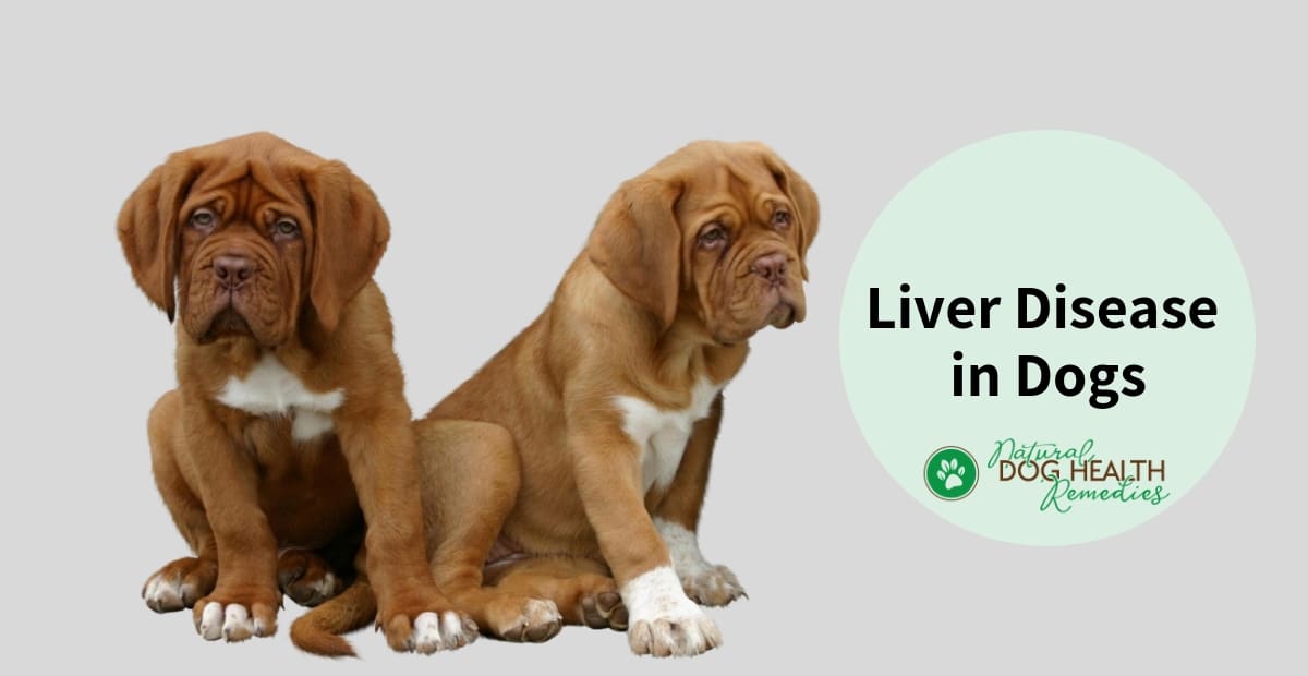 Liver Disease In Dogs Causes Symptoms And Treatment