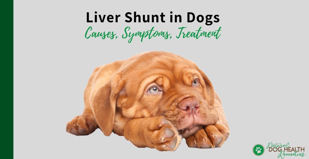 Liver Shunt in Dogs