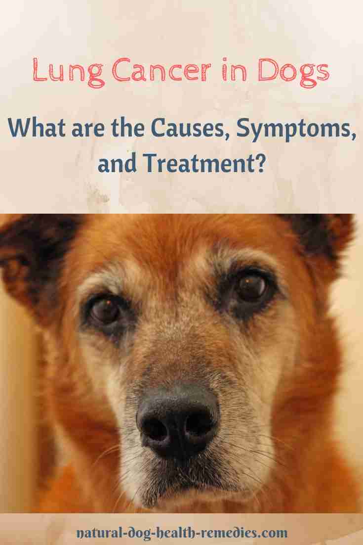 Lung Cancer in Dogs