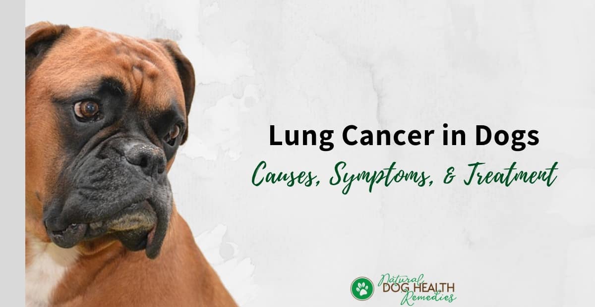 is lung cancer painful for dogs