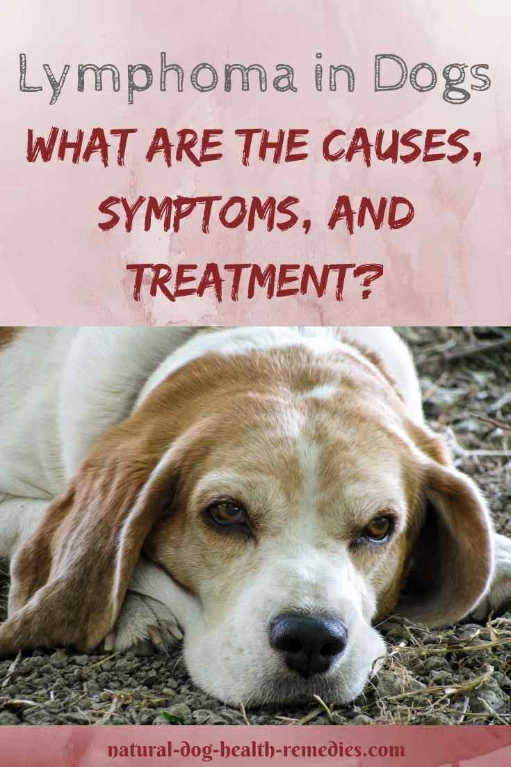 Lymphoma in Dogs